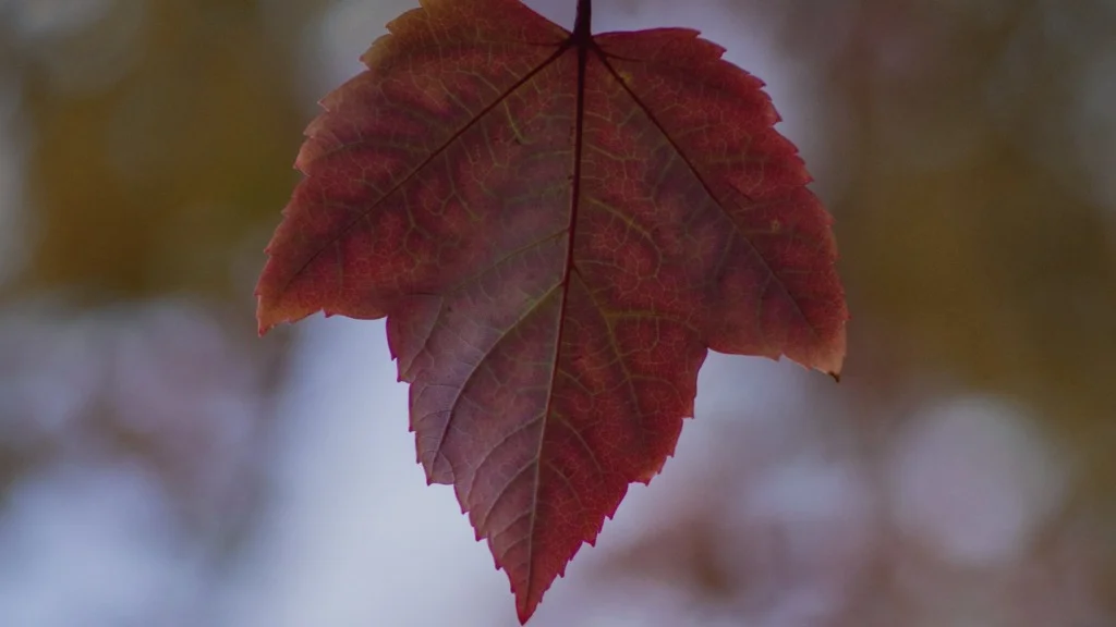 Canada The fall of love4