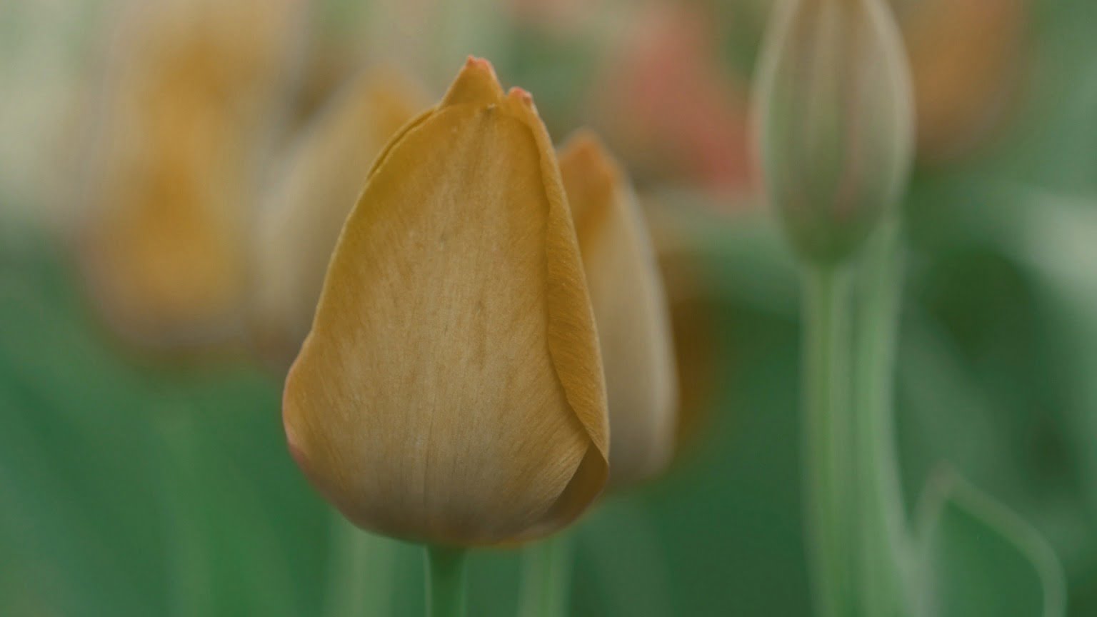 Netherlands Tulips4