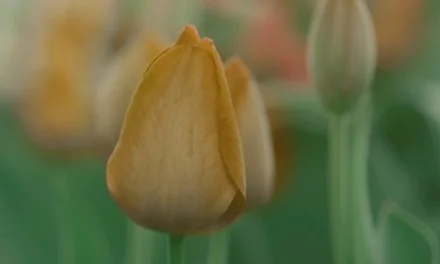 Amsterdam: The Tulip Rush