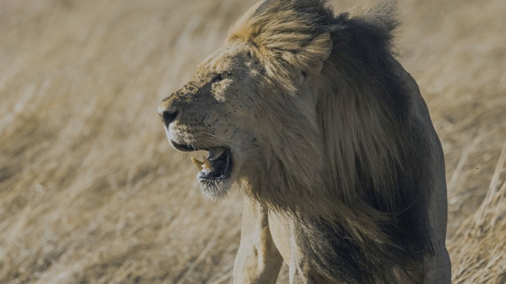 SouthAfrican Lions Kruger Park