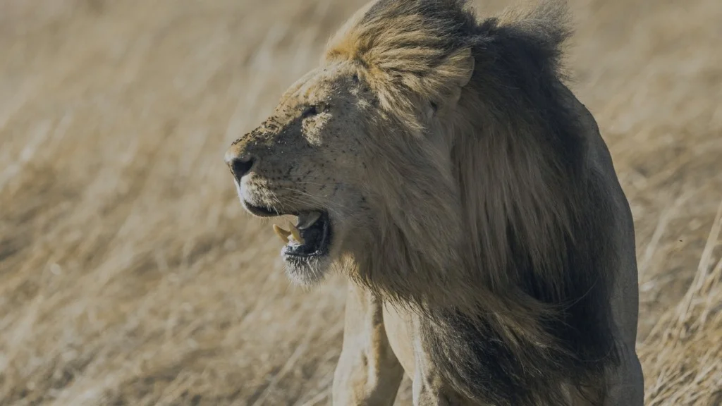 SouthAfrican Lions Kruger Park