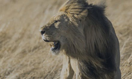 Escaped from being Dinner of Lions in Kruger Park